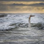 ¿Aún no crees en la magia?