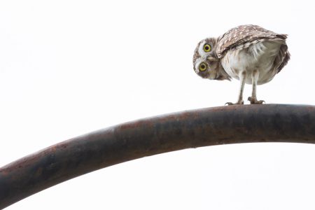 Fotógrafo, escritor y compositor musical