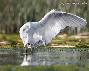 Gracias por la función