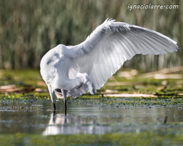 ¡Gracias por la función!