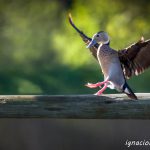 Haciendo equilibrio a las adversidades