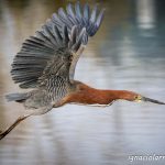 Hocó Colorado en vuelo