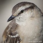 La belleza de lo simple