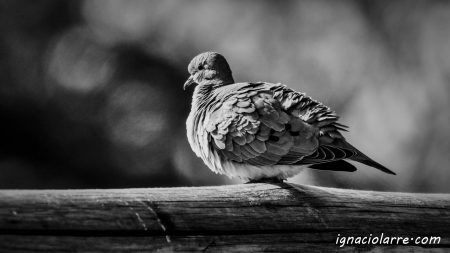 La mayor de las bellezas