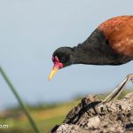 La perfección de la naturaleza