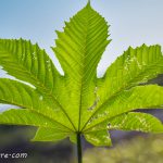 Las huellas de la vida