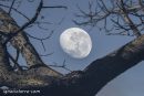 Luna de mi vida