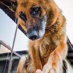Mi fiel amigo