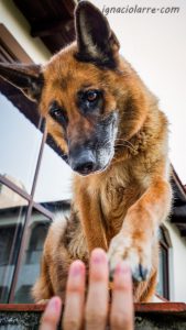 Mi fiel amigo