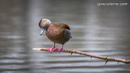 ¡Por favor, no me despierten!