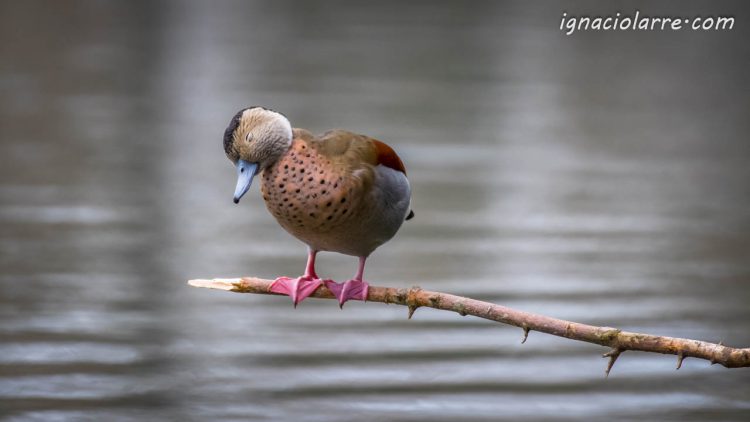 ¡Por favor, no me despierten!