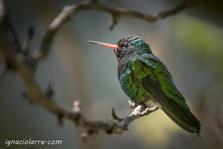 Un rayito de sol