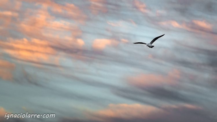 Mujer del viento
