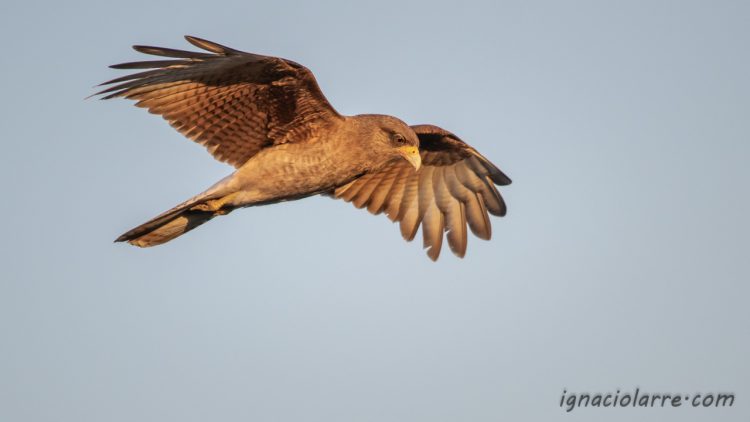 Soñando, vuelo contigo