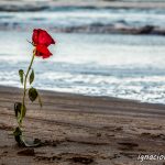 Lluvia sabor a rosa